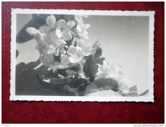 flowers - photo postcard - circulated in Estonia 1937 , Pärnu - used - JH Postcards