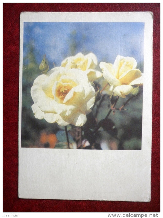 Greeting Card - white roses - flowers - 1968 - Russia USSR - used - JH Postcards