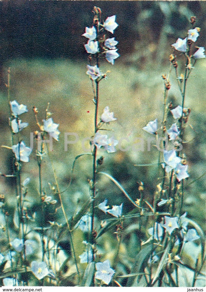 Peach-leaved bellflower - Campanula persicifolia - Wild Flowers - 1971 - Russia USSR - unused - JH Postcards