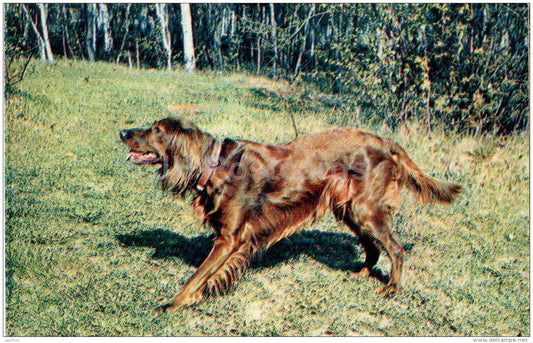 Irish Setter - dog - 1969 - Russia USSR - unused - JH Postcards