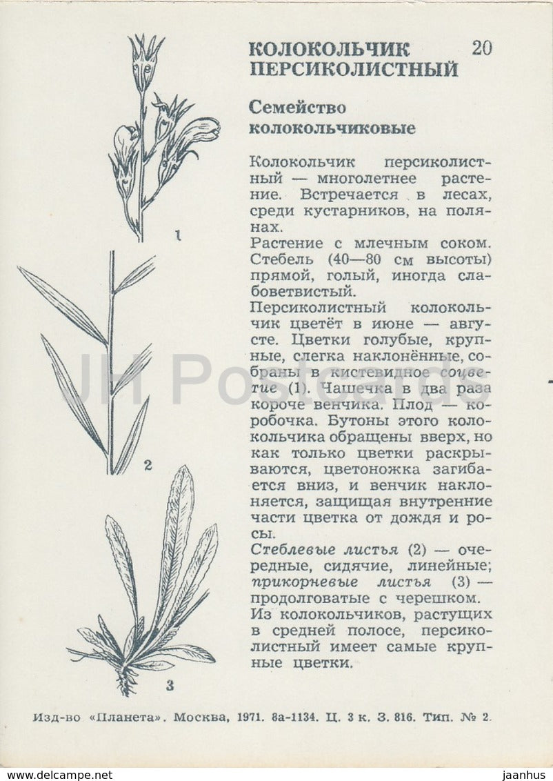 Peach-leaved bellflower - Campanula persicifolia - Wild Flowers - 1971 - Russia USSR - unused