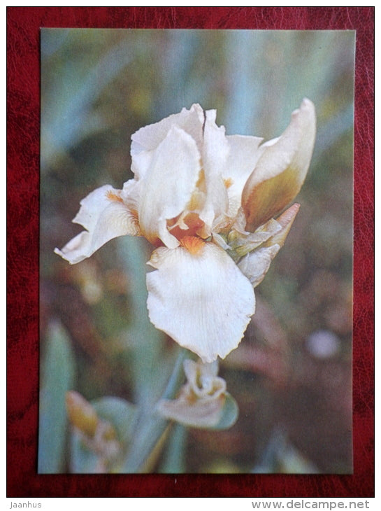 Happy Birthday - Iris varieties - flowers - 1984 - Estonia USSR - unused - JH Postcards