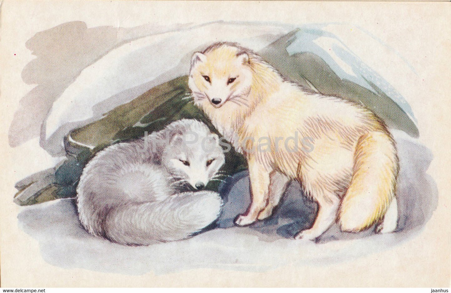 Arctic fox - Vulpes lagopus - illustration - Polar Animals - 1972 - Russia USSR - unused - JH Postcards