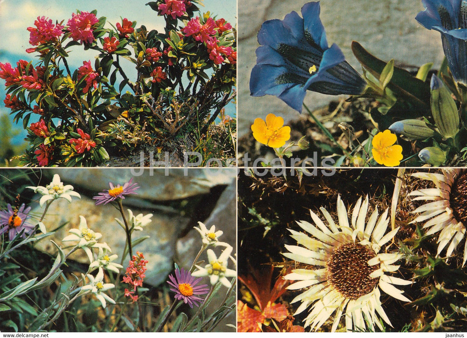 Rostblattrige Alpenrose - Enzian - Edelweiss - Silberdistel - flowers - multiview - 1978 - Switzerland - unused - JH Postcards