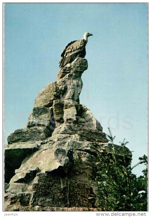 Adlerwarte Berlebeck , Teutoburger Wald - Gänsegeier , Gyps fulvus - Griffon vulture - birds - Germany - 1970 gelaufen - JH Postcards