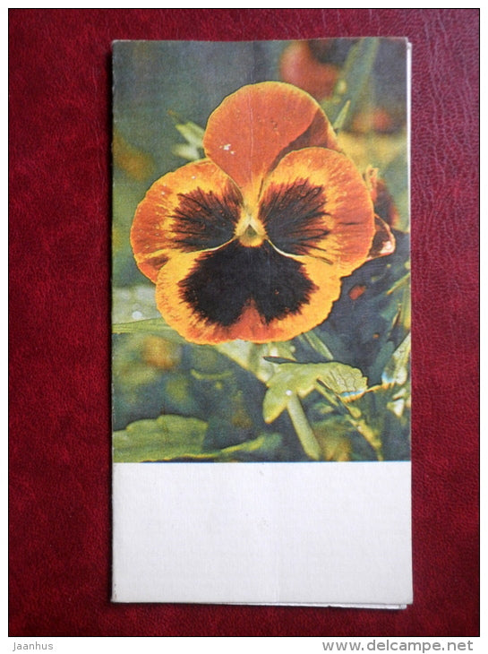 Flowers - mini card - pansy - 1980 - Estonia USSR - used - JH Postcards