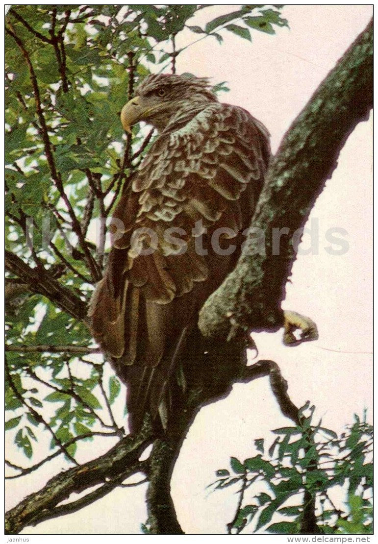 White-tailed eagle - Haliaeetus albicilla - bird - Estonian Birds - 1987 - Estonia USSR - unused - JH Postcards