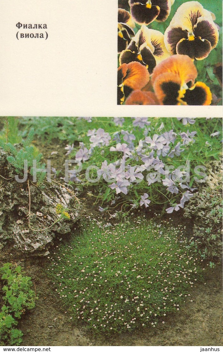 Violet - Violaceae - Flowers - 1991 - Russia USSR - unused - JH Postcards