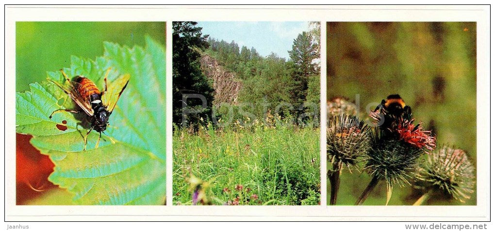 Bee - insects - Bashkirsky Nature Reserve - Bashkortostan - Bashkiria - 1982 - Russia USSR - unused - JH Postcards