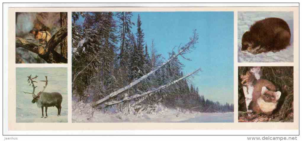 Reindeer - Squirrel - winter - Lapland reserve - 1980 - Russia USSR - unused - JH Postcards