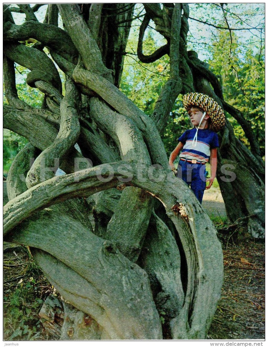 Chinese wisteria - Wisteria sinensis - tree - boy in hat - Sochi Dendrarium - 1972 - Russia USSR - unused - JH Postcards