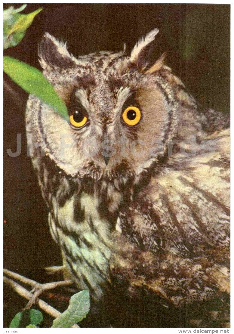 Long-eared owl - Asio otus - bird - Estonian Birds - 1987 - Estonia USSR - unused - JH Postcards