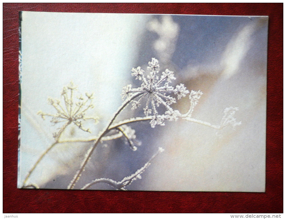 New Year Greeting card - plants in winter - 1989 - Estonia USSR - used - JH Postcards