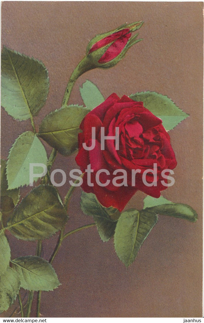 red rose - flowers - NZG Serie 231 - old postcard - 1919 - used - JH Postcards