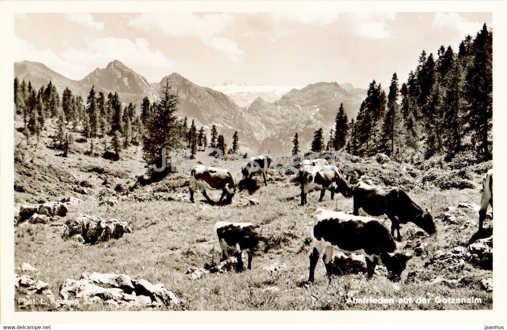 Almfrieden auf der Gotzenalm - cow - animals - old postcard - Germany - unused - JH Postcards