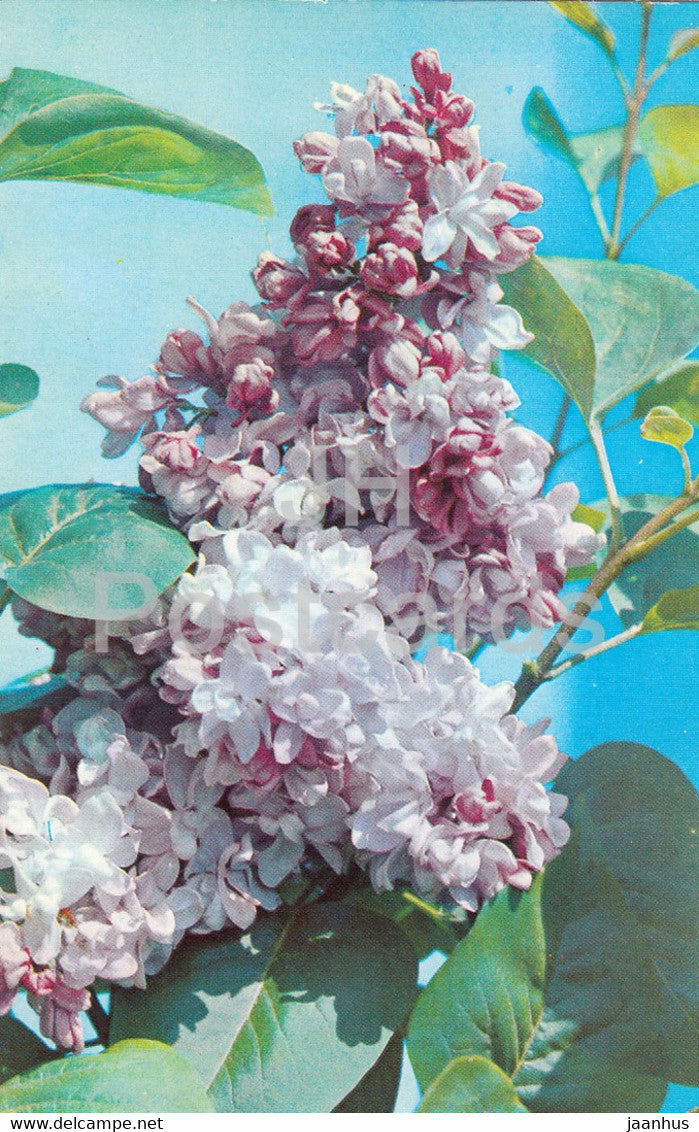 Pyotr Konchalovsky - Lilac - Flowers - 1973 - Russia USSR - unused - JH Postcards