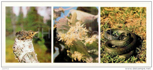 linden - grass snake - bird - Bashkirsky Nature Reserve - Bashkortostan - 1982 - Russia USSR - unused - JH Postcards