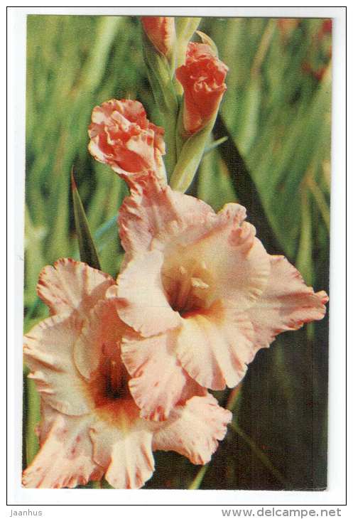 Surprise - gladiolus - flowers - 1972 - Russia USSR - unused - JH Postcards