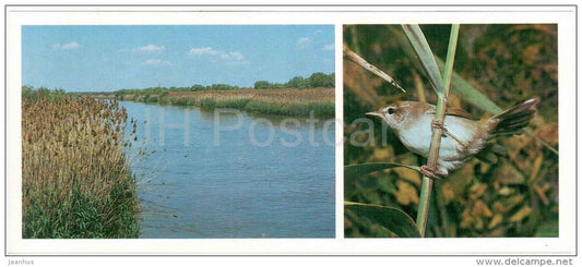 Cetti's warbler - Cettia cetti - birds - Astrakhan Nature Reserv - 1983 - Russia USSR - unused - JH Postcards