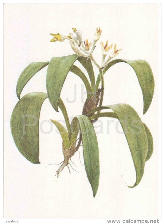 The Downy-White Eria - Eria albidotomentosa - orchid - wild flowers - 1988 - Russia USSR - unused - JH Postcards