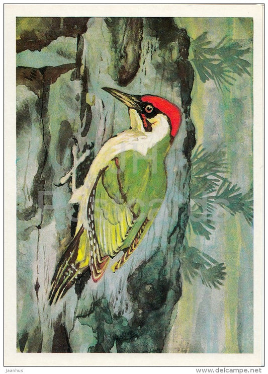 European green woodpecker - Picus viridis - Birds of Russian Forest - 1979 - Russia USSR - unused - JH Postcards