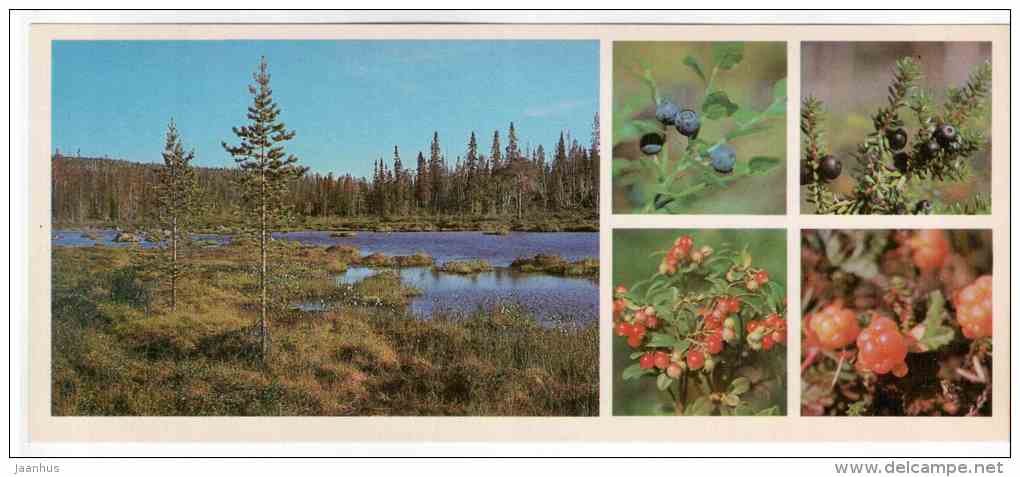 Blackberry - Cowberry - Cloudberry berries - Lapland reserve - 1980 - Russia USSR - unused - JH Postcards