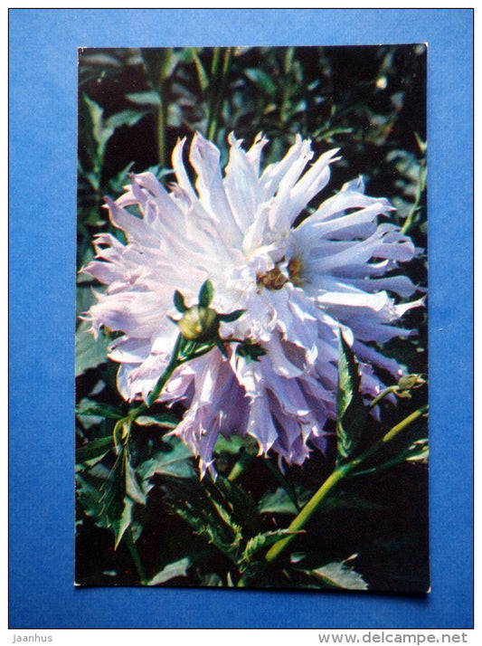 Ocean - dahlia - flowers - 1974 - Russia USSR - unused - JH Postcards