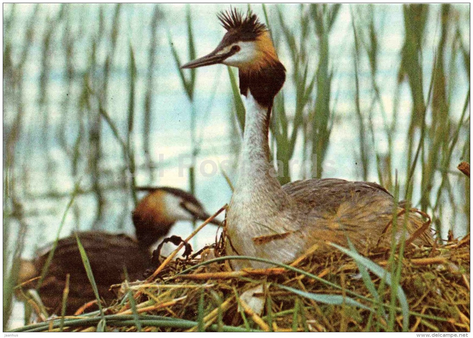 Great crested grebe - Podiceps cristatus - bird - Estonian Birds - 1987 - Estonia USSR - unused - JH Postcards