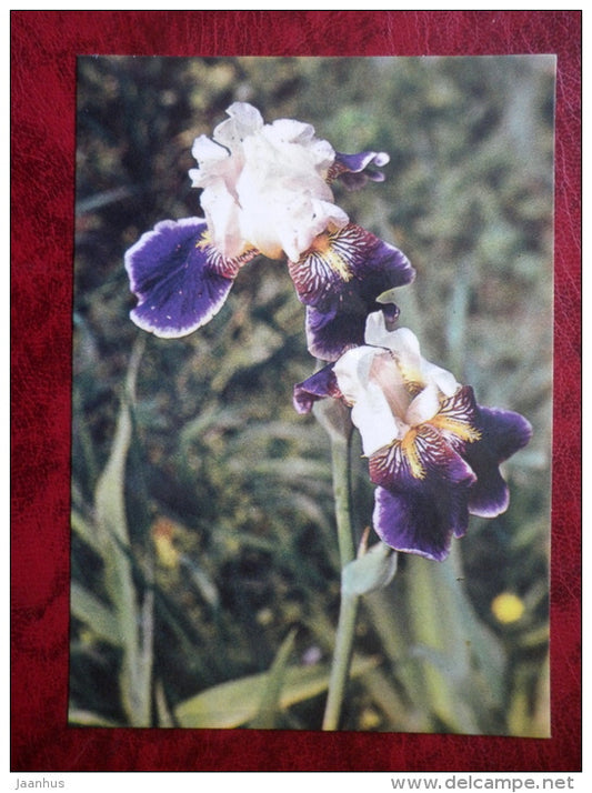 Wabash - Iris varieties - flowers - 1984 - Estonia USSR - unused - JH Postcards