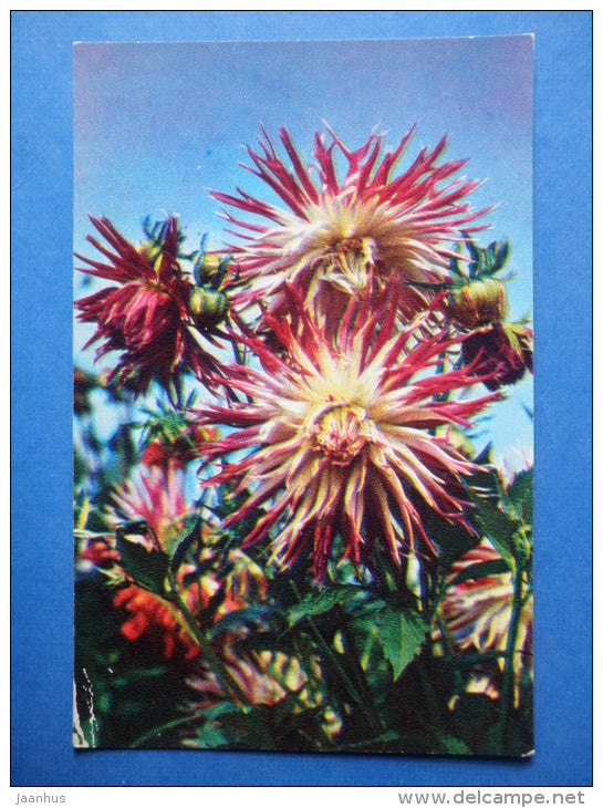 Nagels Phenomena - dahlia - flowers - 1974 - Russia USSR - unused - JH Postcards