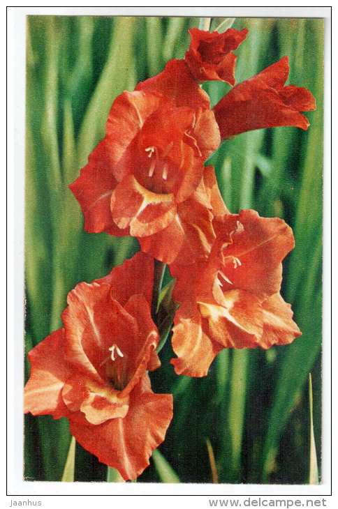 Happy End - gladiolus - flowers - 1972 - Russia USSR - unused - JH Postcards