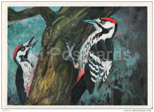 Great spotted woodpecker - Dendrocopos major - Birds of Russian Forest - 1979 - Russia USSR - unused - JH Postcards