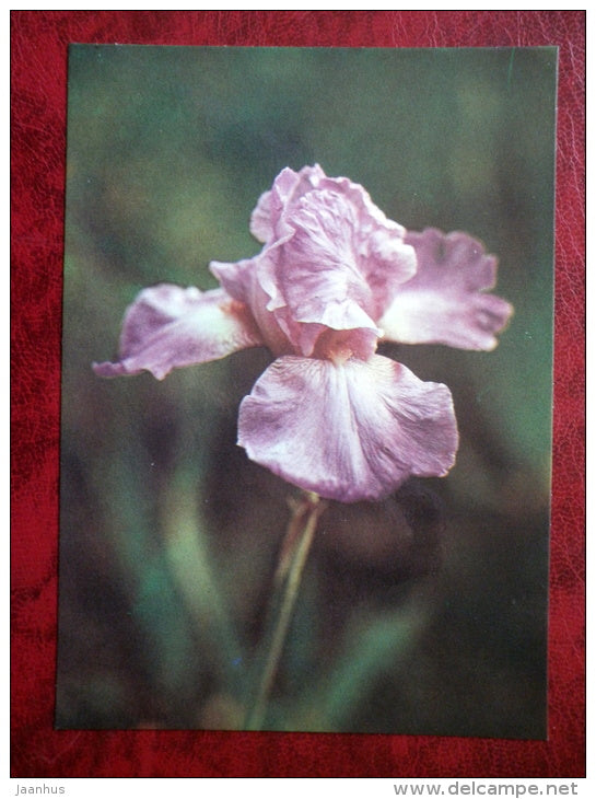 Serenada - Iris varieties - flowers - 1984 - Estonia USSR - unused - JH Postcards