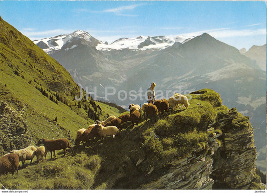 Gstaad - Auf dem Wasserngrat - Wildhorn - Geltenhorn - Spitzhorn - sheep - 127 - 1985 - Switzerland - used - JH Postcards