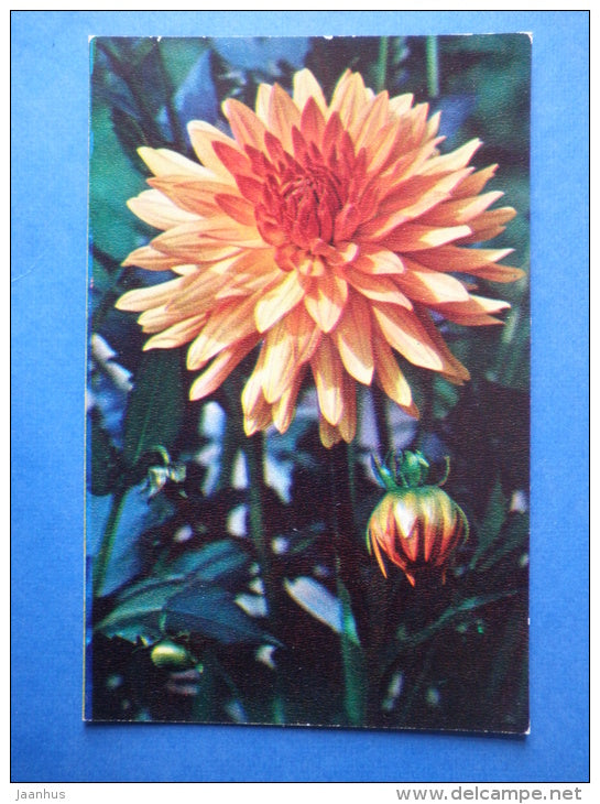 Leaf Fall - dahlia - flowers - 1974 - Russia USSR - unused - JH Postcards