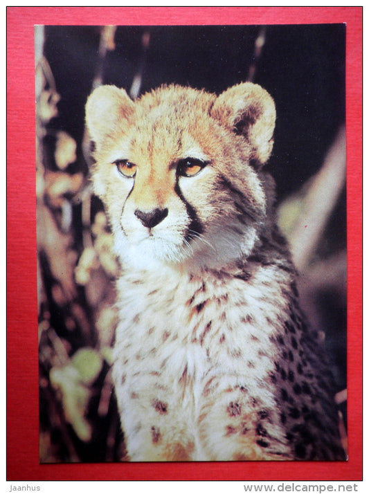 Cheetah , Acinonyx jubatus - 1 - animals - 1988 - Russia USSR - unused - JH Postcards