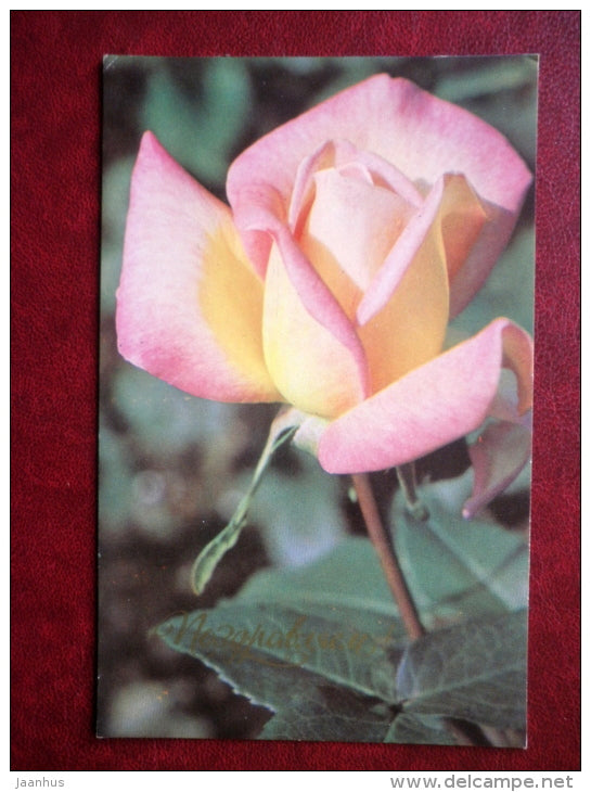 Greeting Card - rose - flowers - 1973 - Russia USSR - used - JH Postcards