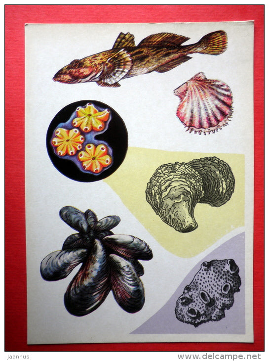 Bullwhip - Scallop - Oyster - Sponge - mussel - Marine Life - 1979 - Russia USSR - unused - JH Postcards