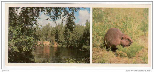 Beaver - Castor fiber - Lapland reserve - 1980 - Russia USSR - unused - JH Postcards