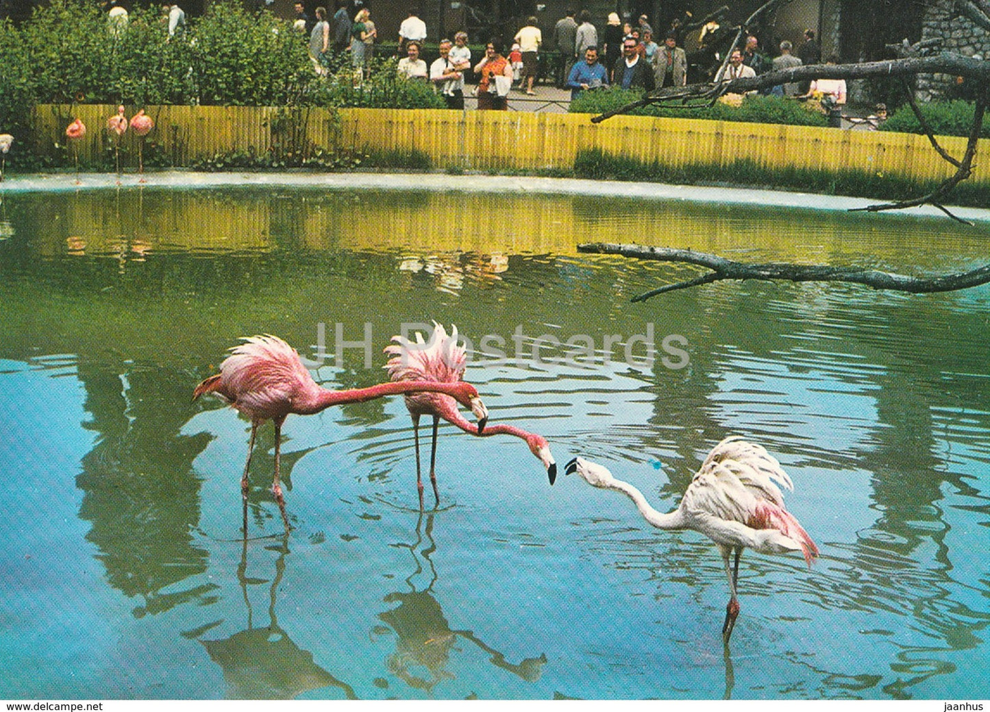 Flamengo - birds - Zoo - Czechoslovakia - Czech Republic - unused - JH Postcards