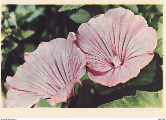 Tree mallows - Lavatera - flowers - plants - 1962 - Latvia USSR - unused - JH Postcards