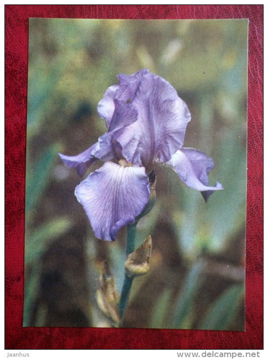 Beth Corey - Iris varieties - flowers - 1984 - Estonia USSR - unused - JH Postcards