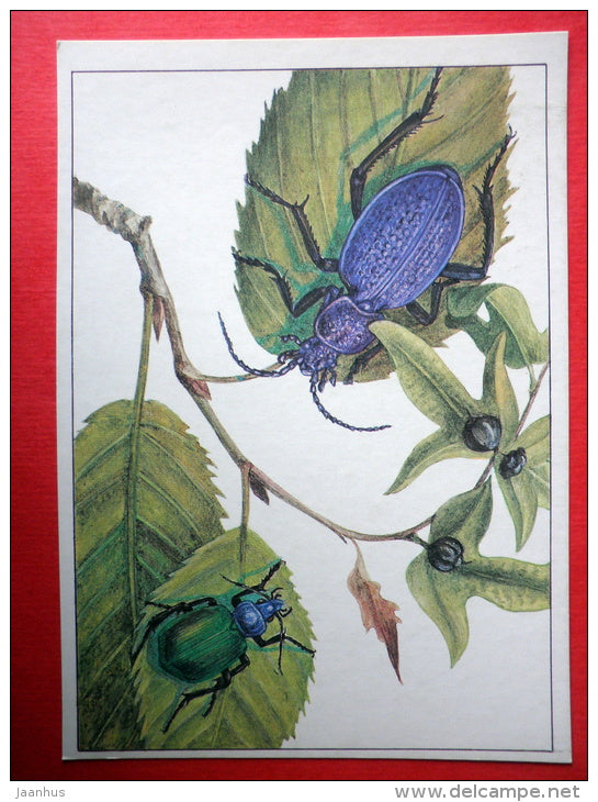 Carabus tauricus - Forest Caterpillar , Calosoma sycophanta - insects - 1987 - Russia USSR - unused - JH Postcards