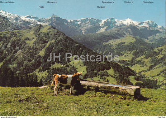 Lenk - Berner Oberland - Panorama vom Buhlberg 1661 m - cow - 1988 - Switzerland - used - JH Postcards