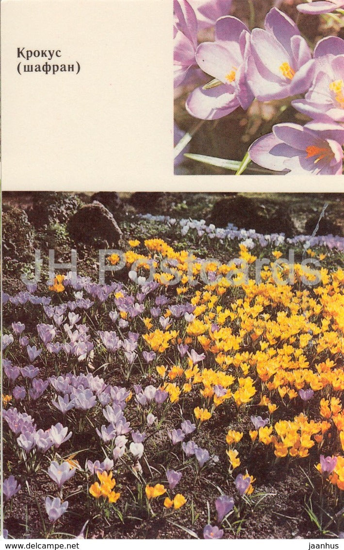 Crocus - Flowers - 1991 - Russia USSR - unused - JH Postcards