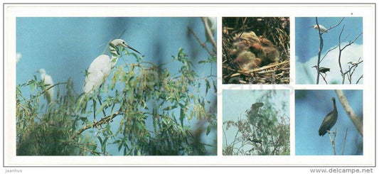 Little Egret - Glossy ibis - Squacco heron - birds - Astrakhan Nature Reserv - 1983 - Russia USSR - unused - JH Postcards