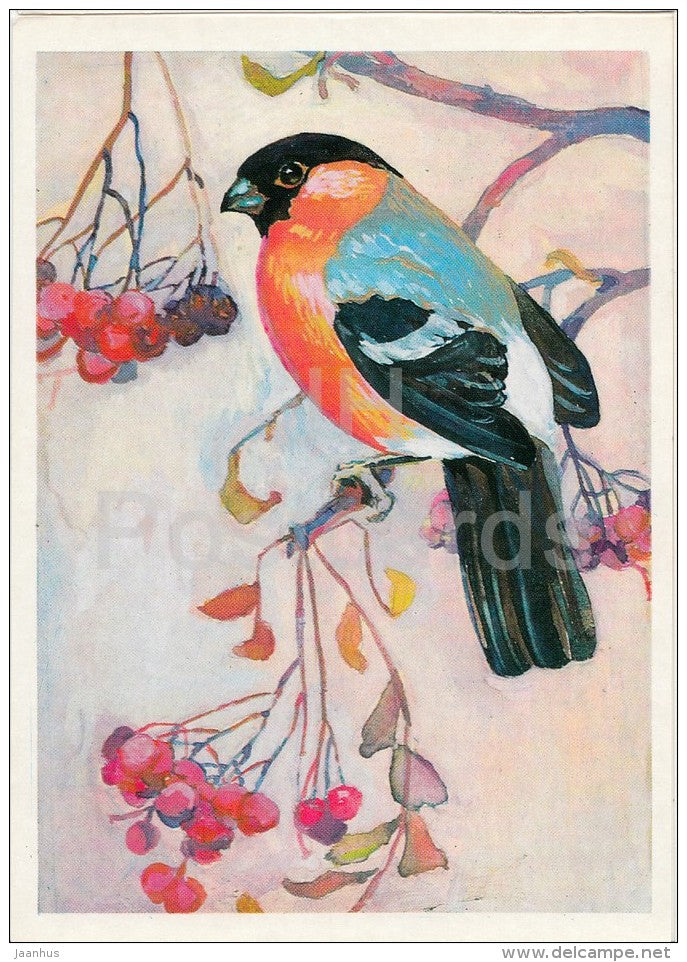 Eurasian bullfinch - Pyrrhula pyrrhula - Birds of Russian Forest - 1979 - Russia USSR - unused - JH Postcards