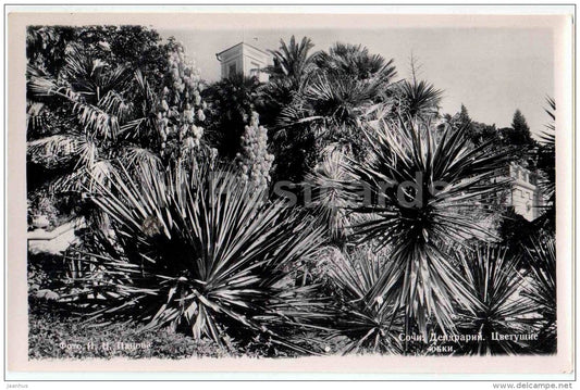 Yucca flower - dendrarium - Sochi - photo card - 1960 - Russia USSR - unused - JH Postcards