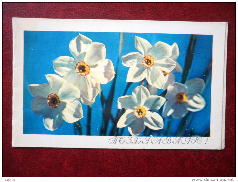 Greeting Card - narcissus - flowers - 1973 - Russia USSR - used - JH Postcards