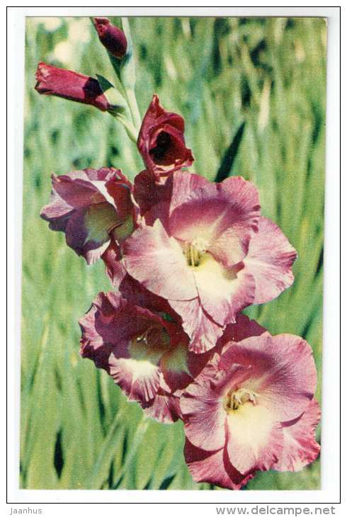 8th Wonder - gladiolus - flowers - 1972 - Russia USSR - unused - JH Postcards